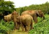 Wildlife Sanctuaries
