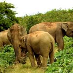 Wildlife Sanctuaries