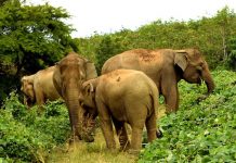 Wildlife Sanctuaries