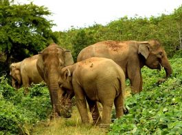 Wildlife Sanctuaries