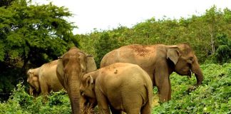 Wildlife Sanctuaries