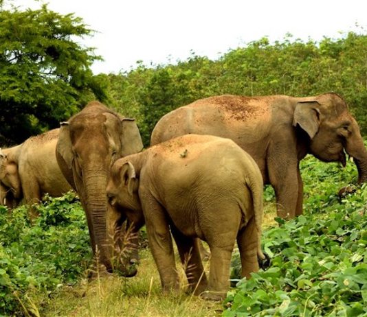 Wildlife Sanctuaries