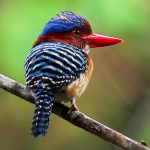 Popular Birding Spots