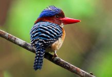 Popular Birding Spots