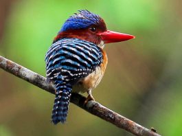 Popular Birding Spots