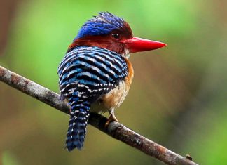 Popular Birding Spots