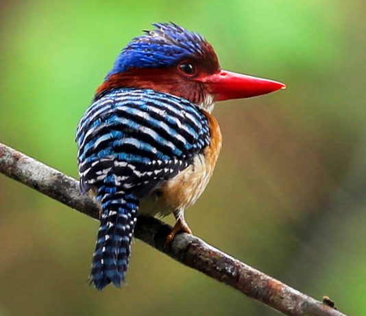 Popular Birding Spots