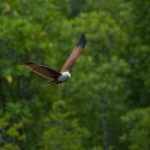 Best Places For Bird-Watching In Sarawak