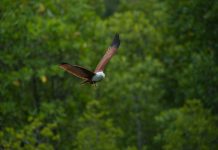 Best Places For Bird-Watching In Sarawak
