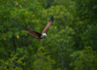 Best Places For Bird-Watching In Sarawak