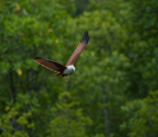 Best Places For Bird-Watching In Sarawak