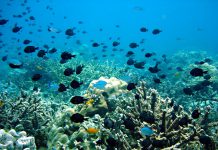 Popular Dive Spots