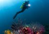 Best Wreck & Reef Dive Sites