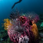 Best Wreck & Reef Dive Sites