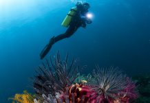 Best Wreck & Reef Dive Sites
