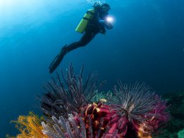 Best Wreck & Reef Dive Sites
