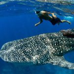 Best Dives Sites