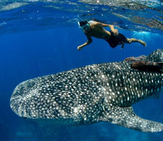 Best Dives Sites