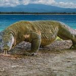 Encounters With Wildlife