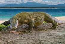 Encounters With Wildlife