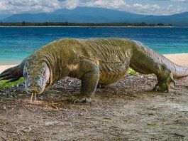 Encounters With Wildlife