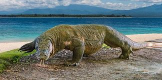 Encounters With Wildlife