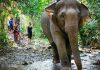 Encounters With Wildlife