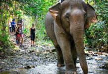 Encounters With Wildlife