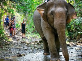 Encounters With Wildlife