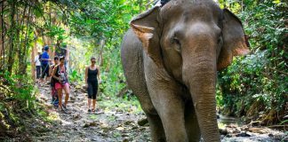 Encounters With Wildlife