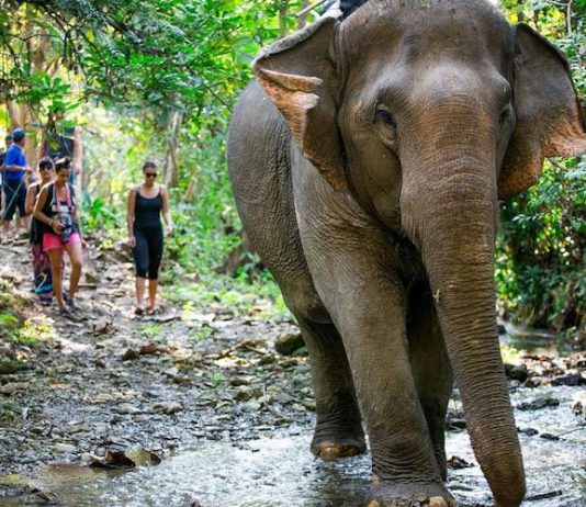 Encounters With Wildlife