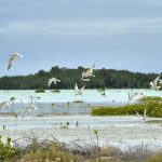 Encounters With Wildlife