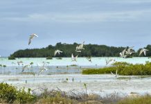 Encounters With Wildlife