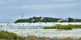 Encounters With Wildlife