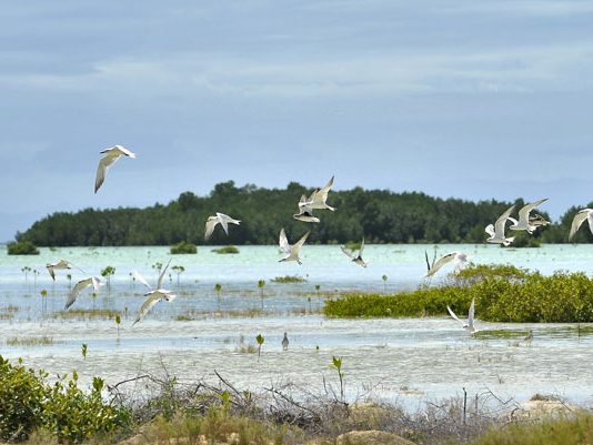 Encounters With Wildlife