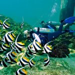 Top Dive Sites