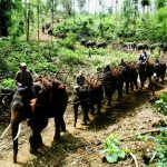 Encounters With Wildlife