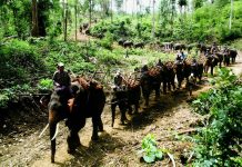 Encounters With Wildlife