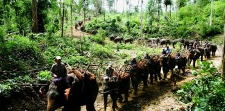 Encounters With Wildlife