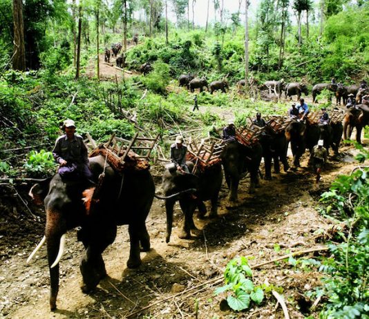 Encounters With Wildlife