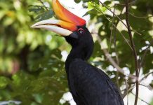 Popular Sites For Bird-Watching