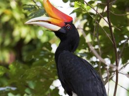 Popular Sites For Bird-Watching