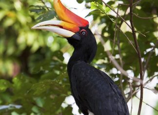 Popular Sites For Bird-Watching
