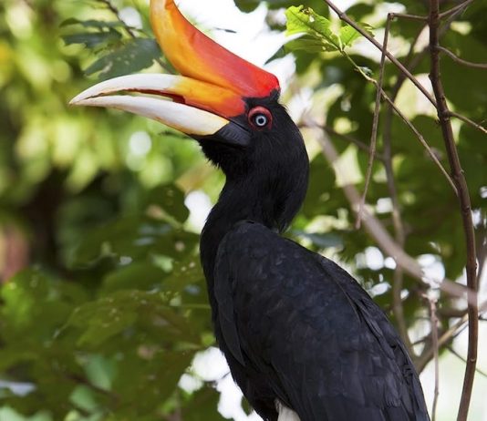 Popular Sites For Bird-Watching