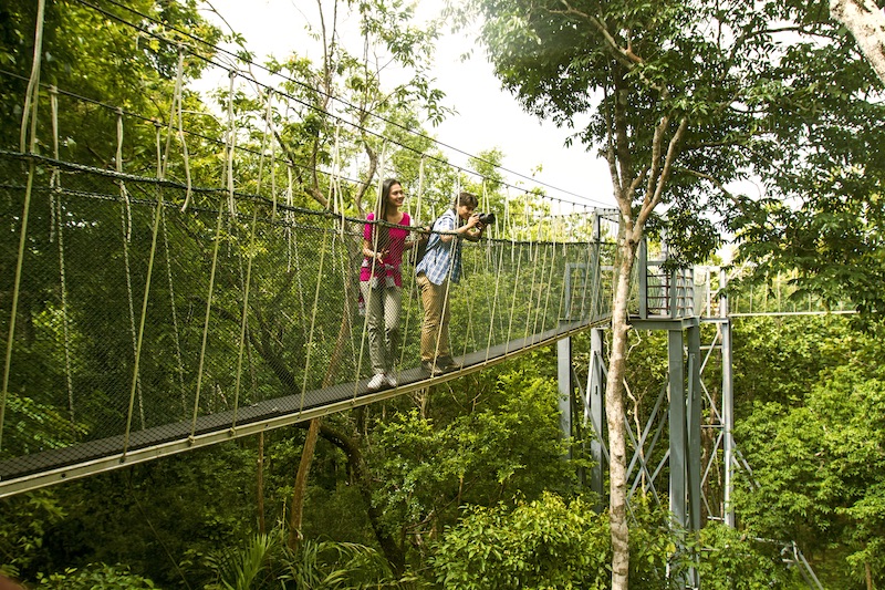 sungai sedim tree top walk