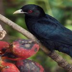 Popular Sites For Bird-Watching