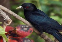 Popular Sites For Bird-Watching