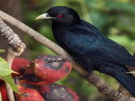 Popular Sites For Bird-Watching