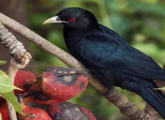 Popular Sites For Bird-Watching
