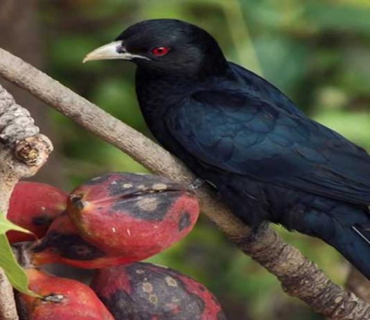 Popular Sites For Bird-Watching